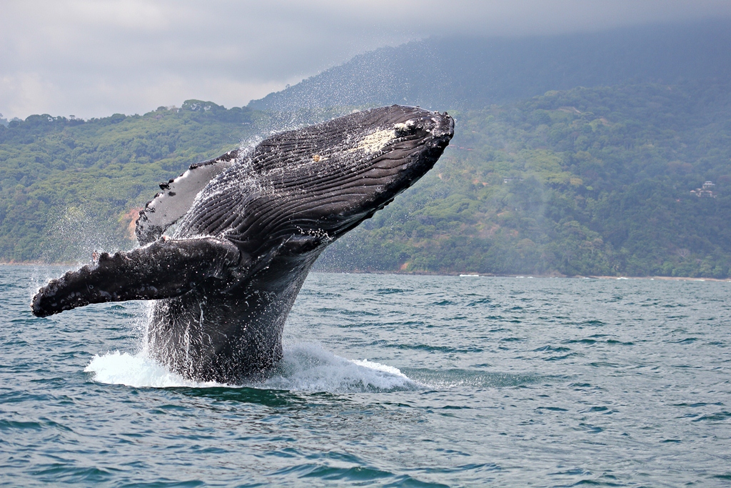 baleine-golfo-dulce